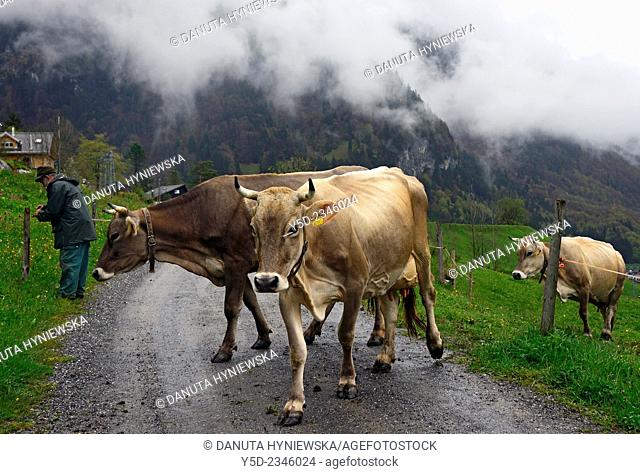 cows crossing the road for changing pasture , Engelberg, Obwalden canton, Switzerland