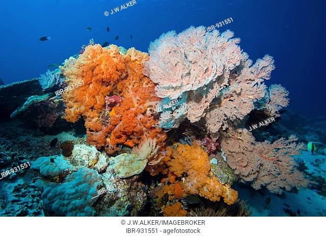 Coral reef overgrown with Gorgonia (Scleraxonia), Indonesia, South East Asia