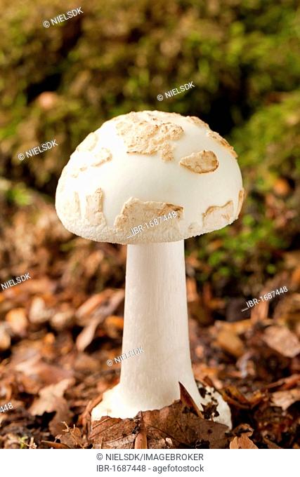 False death cap or Citron amanita mushroom (Amanita citrina)