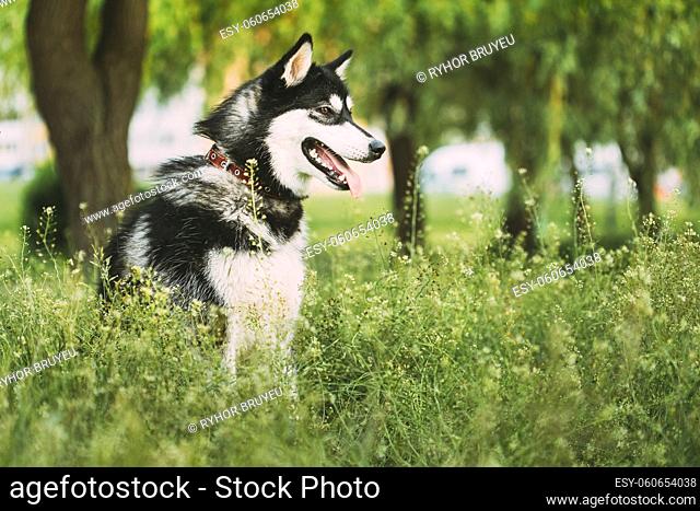 Husky Dog Sit In Summer Greeen Grass. Funny Lovely Pet Dog