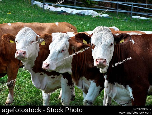 Rinder auf der Weide - Cattle at grazing land