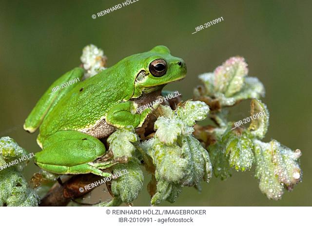 Sardinian tree frog (Hyla sarda), Sardinia, Italy, Europe