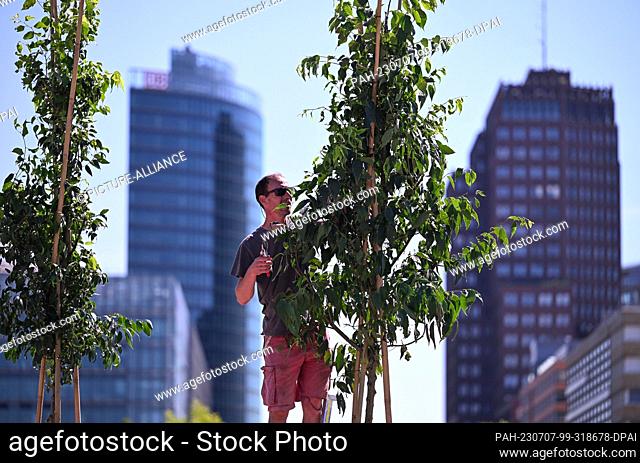 07 July 2023, Berlin: An employee of atelier le balto prunes a young hackberry tree on the piazzetta of the Kulturforum as part of the ""Baumschule...