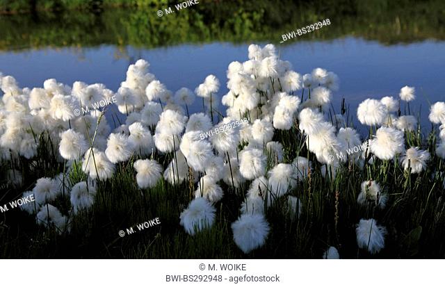 Scheuchzer's cotton-grass, white cotton-grass (Eriophorum scheuchzeri), fruiting, Iceland