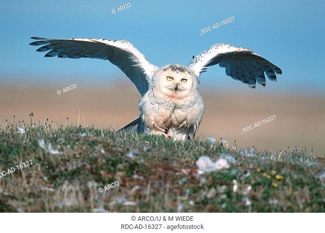 Snowy Owl female Barrow Alaska USA Nyctea scandiaca