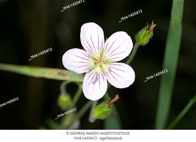 Richardson's geranium, Wildflower