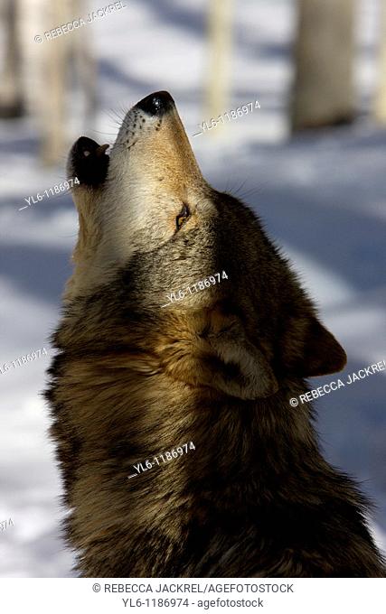 North America, USA, Utah  Howling wolf captive
