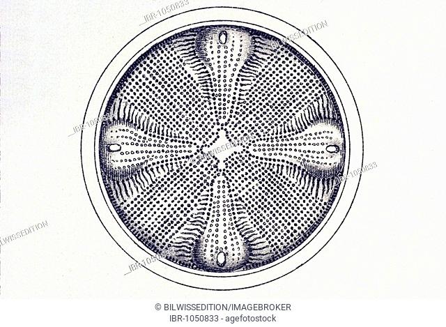 Historic illustration, tablet 4, title Diatomea, name Triceratium, Aulacodiscus mammosus, Ernst Haeckel, Kunstformen der Natur, Art Forms in Nature