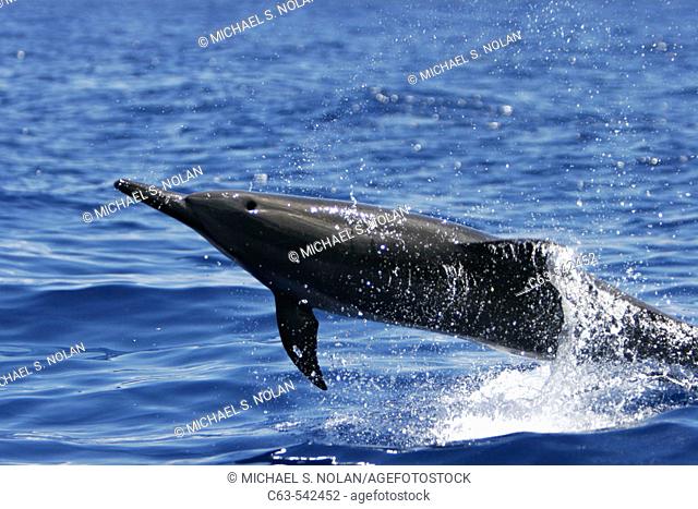 Hawaiian Spinner Dolphin (Stenella longirostris) spinning in the AuAu Channel off the coast of Maui, Hawaii, USA. Pacific Ocean