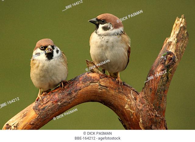 sparrows 'talking'
