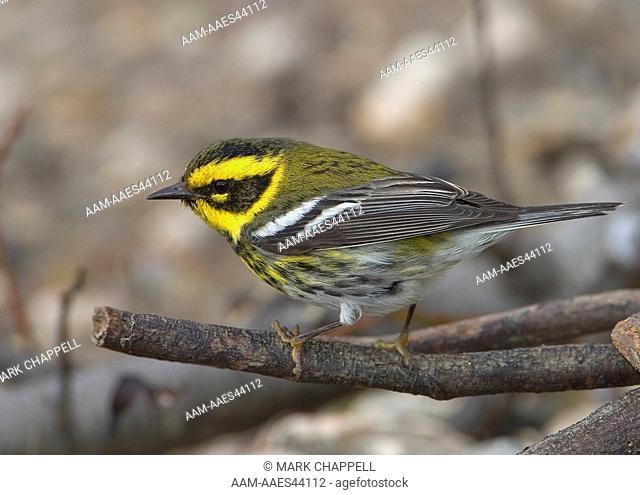 Young Male Townsend's Warbler (Dendroica townsendi), Big Sur, California
