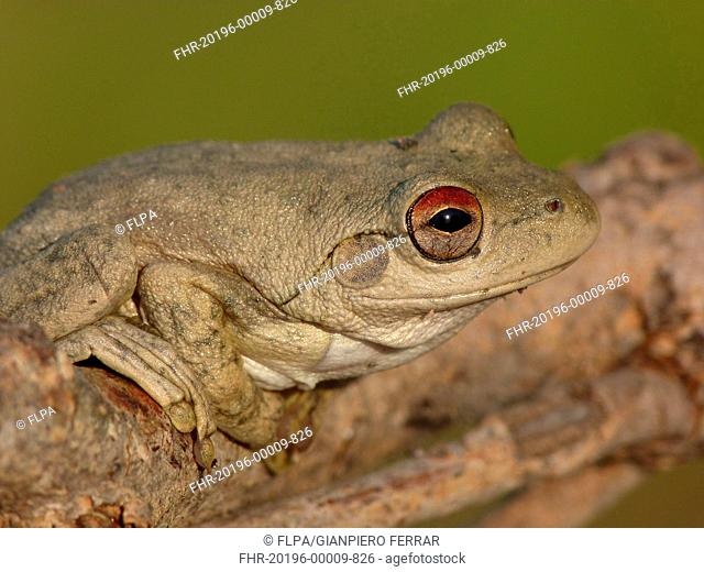 Roth's Frog Litoria rothii adult, sitting on branch, Western Australia, Australia