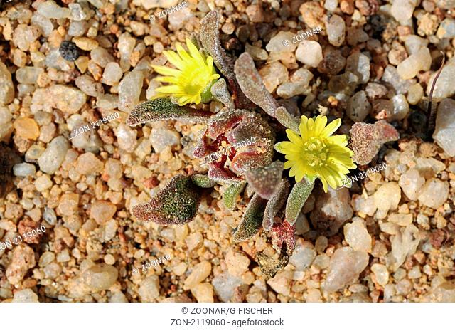 Cleretum papulosum im Habitat, Namaqualand, Südafrika / Cleretum Papulosum in habitat, Namaqualand, South Africa