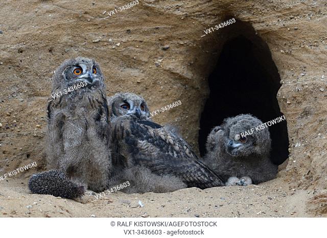Eurasian Eagle Owls ( Bubo bubo ), grown up chicks sitting together at their nesting site, curious, funny, wildlife, Europe