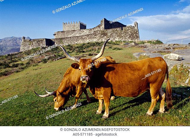 Lindoso castle (13th century) and 'Cachena' cows. Cabril valley. Peneda-Gerês National Park. Minho. Tras-os-Monte, Portugal