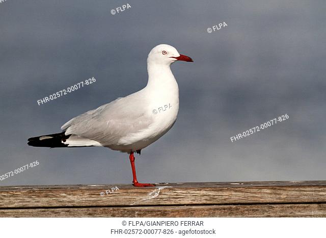 Silver Gull Larus novaehollandiae adult, standing on one leg, on wooden railing, Western Australia, Australia