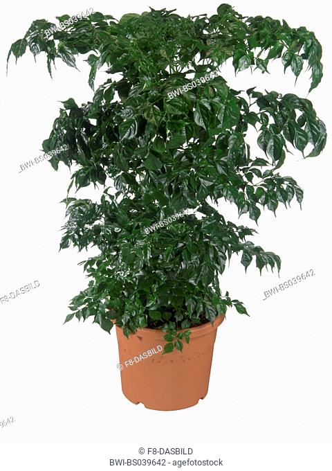 Rademachera (Rademachera sinica), potted plant
