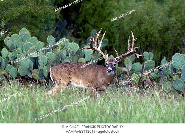 White-tailed Deer (Odocoileus virginianus) buck portrait during fall Santa Margarita Ranch Cotulla, Texas