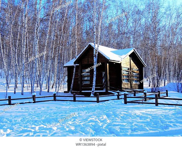 Birch forest huts