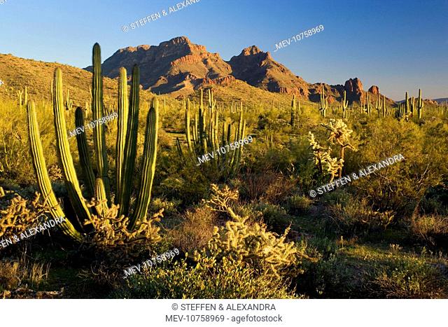Sonora Desert - sonoran desert plant community including Jumping Chollas, Saguaro Cacti (Carnegiea gigantea), Organ Pipe Cacti (stenocereus thurberi)