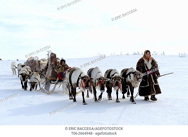 Ekaterina Yaptik, Nenets woman leading train of Reindeer (Rangifer tarandus) sleds on her spring migration in the tundra, her child is sitting in the sled