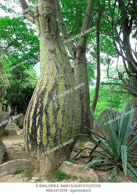 Pseudobombax septenatum tree, Parque del Este, Caracas, Venezuela