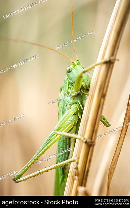 13 July 2023, Baden-Württemberg, Rottweil: A grasshopper holds onto stalks in a barley field. Photo: Silas Stein/dpa. - Rottweil/Baden-Württemberg/Germany