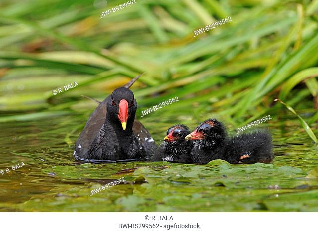 moorhen (Gallinula chloropus), swimming on pond with two chicks, Germany, North Rhine-Westphalia