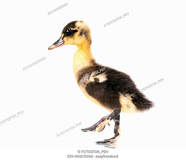 Cute little black newborn duckling isolated on white background. Newly hatched duckling on a chicken farm