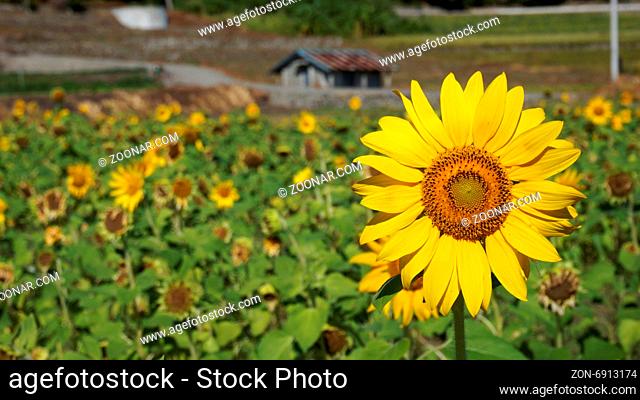 Blossom sunflower field with sunny summer sky