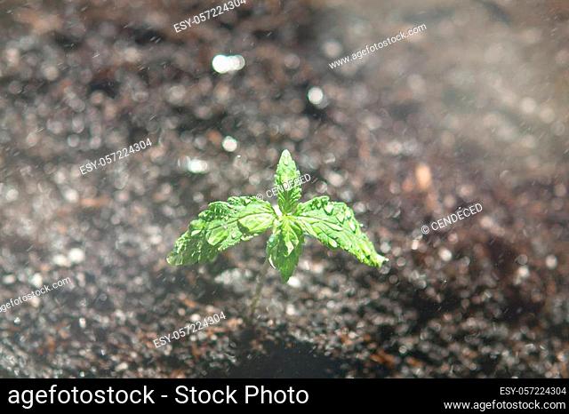 A cannabis seedling of small plant. The stage of vegetation hemp. Seedling in the ground in the sun, cultivation in an indoor marijuana Macro