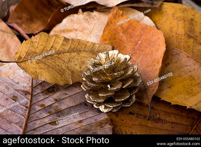 Pine cone placed on a background covered with dry leaves