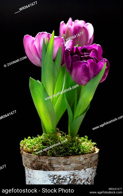 Purple potted tulips isolated on white background
