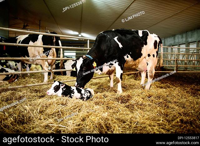 Holstein cow with her newborn calf in a pen on a robotic dairy farm, North of Edmonton; Alberta, Canada