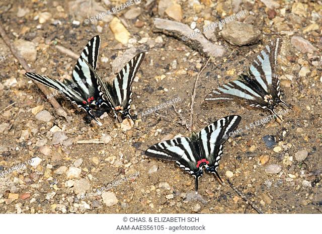 Zebra Swallowtail Butterfly (Eurytides marcellus) May - MO