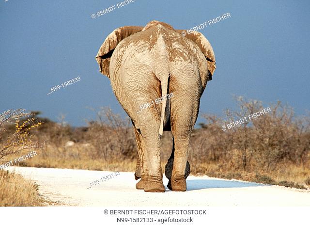 African elephant Loxodonta africana, backside, walking on gravel road, Etosha National Park, Namibia