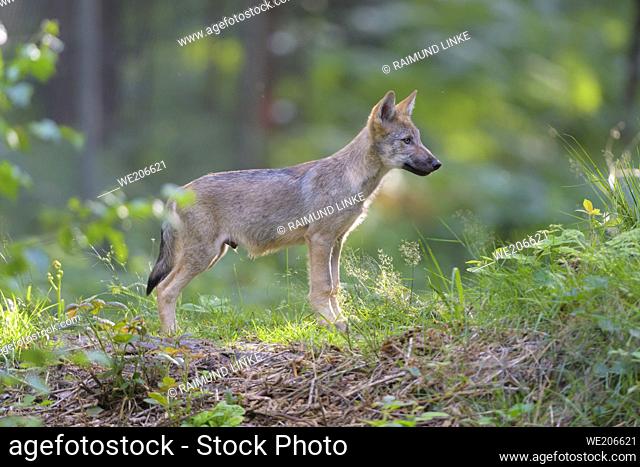 Wolf, Canis lupus, cub