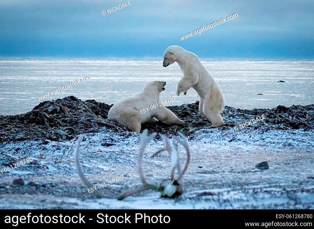 Two polar bears play fight beside water