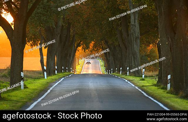 04 October 2022, Brandenburg, Werneuchen: At temperatures around 17 degrees Celsius, the setting sun shines through an oak avenue
