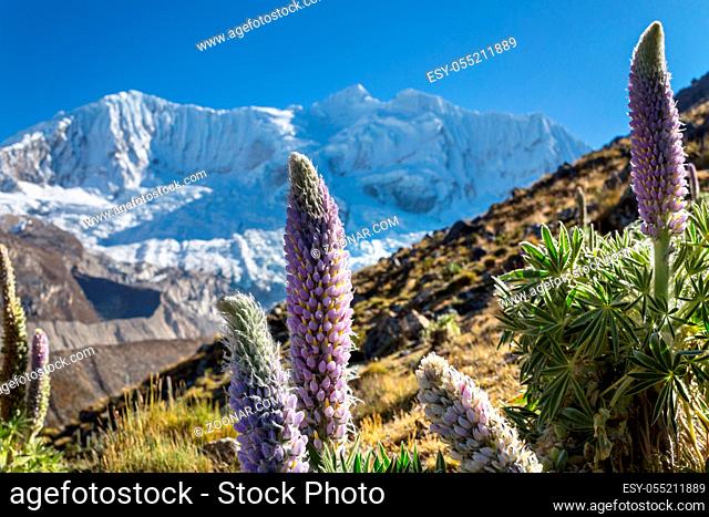 Beautiful flowers in Cordillera Huayhuash mountains, Peru, South America