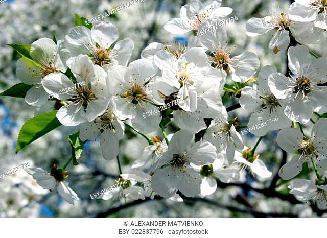 branches of blossoming cherry