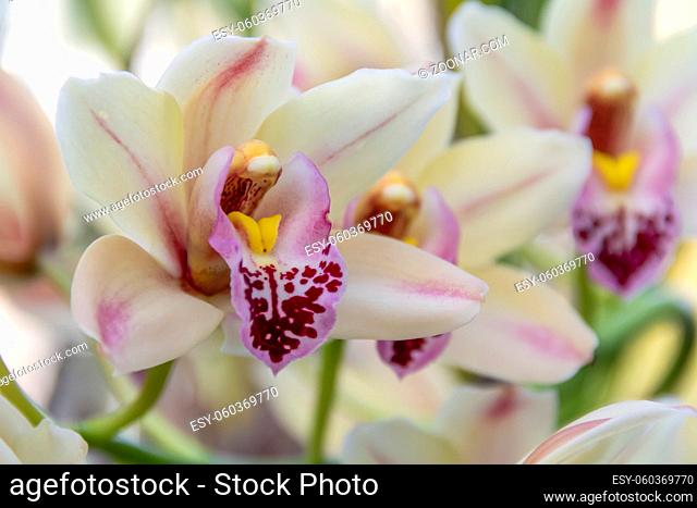 full frame colorful orchid flowers closeup