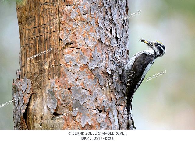 Three-toed woodpecker (Picoides tridactylus), male on old pine trunk, food in beak, Rokua National Park, Utajärvi, Finland