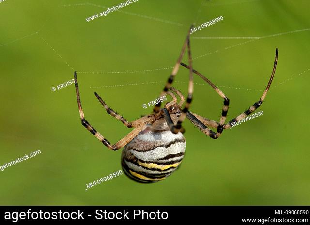 Wasp spider, Argiope bruennichi, in its web, Bavaria, Germany