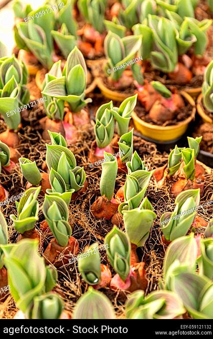 Tulip bulbs growing in a greenhouse. Young plant seedlings in plant nursery