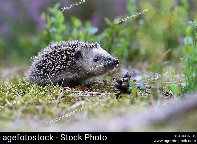 young Hedgehog