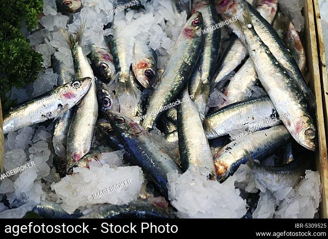 Sardine, Sardines, Other animals, Fish, Animals, Herring species, FRESH SARDINES ON ICE