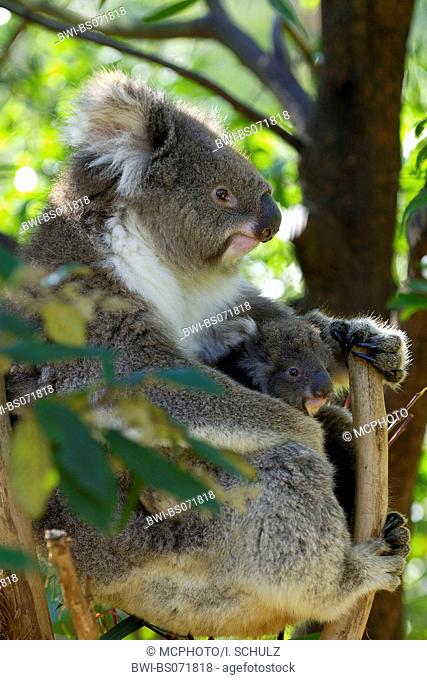 koala, koala bear (Phascolarctos cinereus), with baby, Australia, Victoria, Kangaroo Island