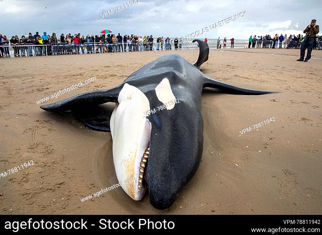 Illustration picture shows the body of an orca, in De Panne, Sunday 29 October 2023. The orca was spotted off the coast of Koksijde around 10am on Sunday...