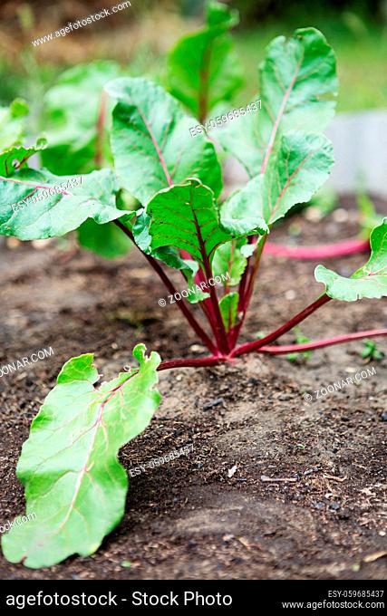 Young green beetroot plants. Beetroot growing. Organic beet roots growing on vegetable bed